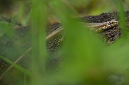 Speckle-lipped Mabuya