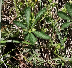 Potentilla thuringiaca