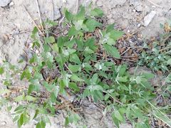 Chenopodium album