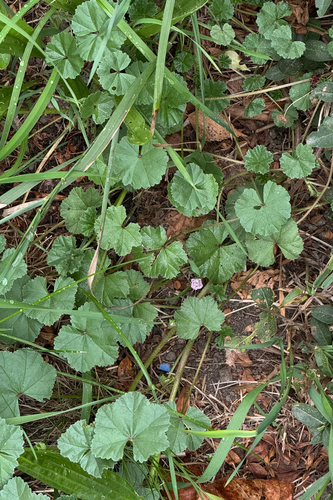 dwarf mallow