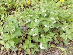 Lamium album