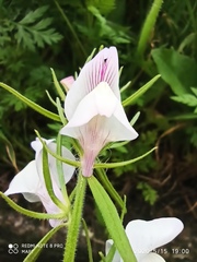Misopates calycinum