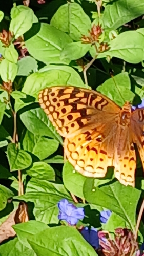 Great Spangled Fritillary