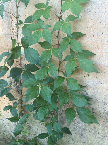 Virginia creeper