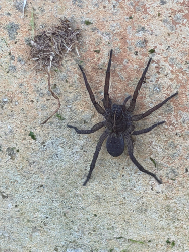 Wetland Giant Wolf Spider