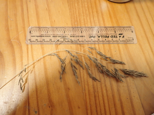 African love grass