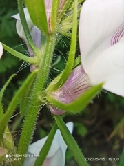 Misopates calycinum