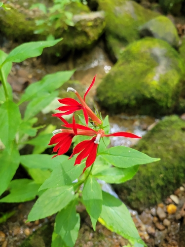 cardinal flower