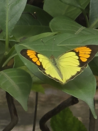 Yellow Orange Tip