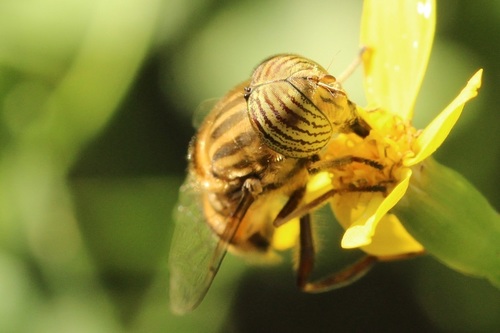 Eristalinus barclayi photo 4