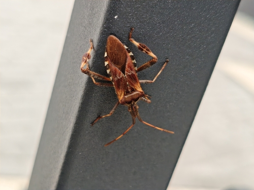 Western Conifer Seed Bug