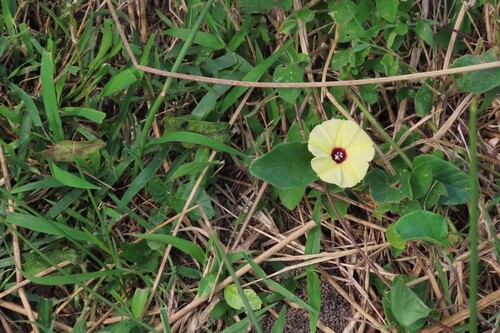 Hewittia malabarica, photograph 2