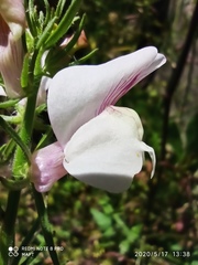 Misopates calycinum