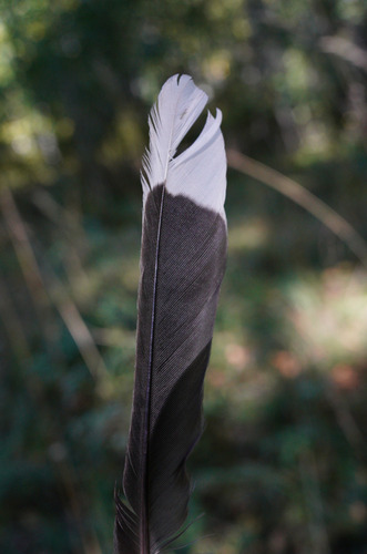 Plume de Cassenoix moucheté