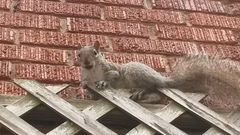 Sciurus carolinensis