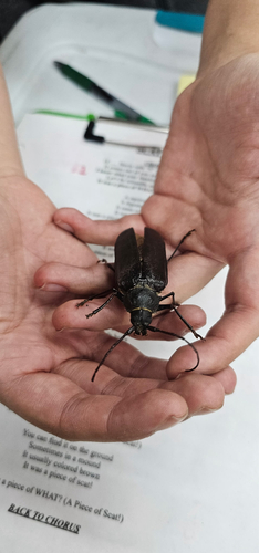 iNaturalist observation photo of Spined Woodborer