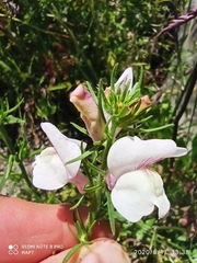 Misopates calycinum