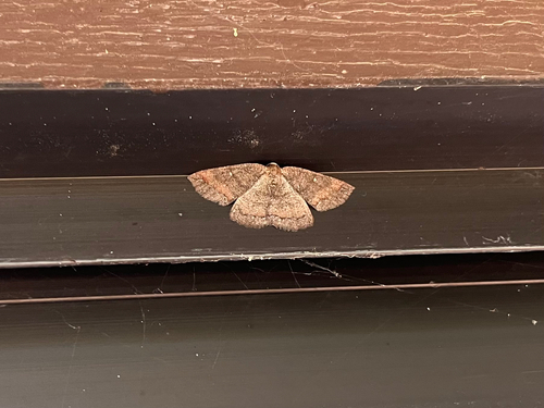 iNaturalist observation photo of Geometer Moths
