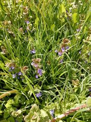Glechoma hederacea