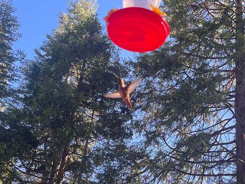 iNaturalist observation photo of Rufous Hummingbird