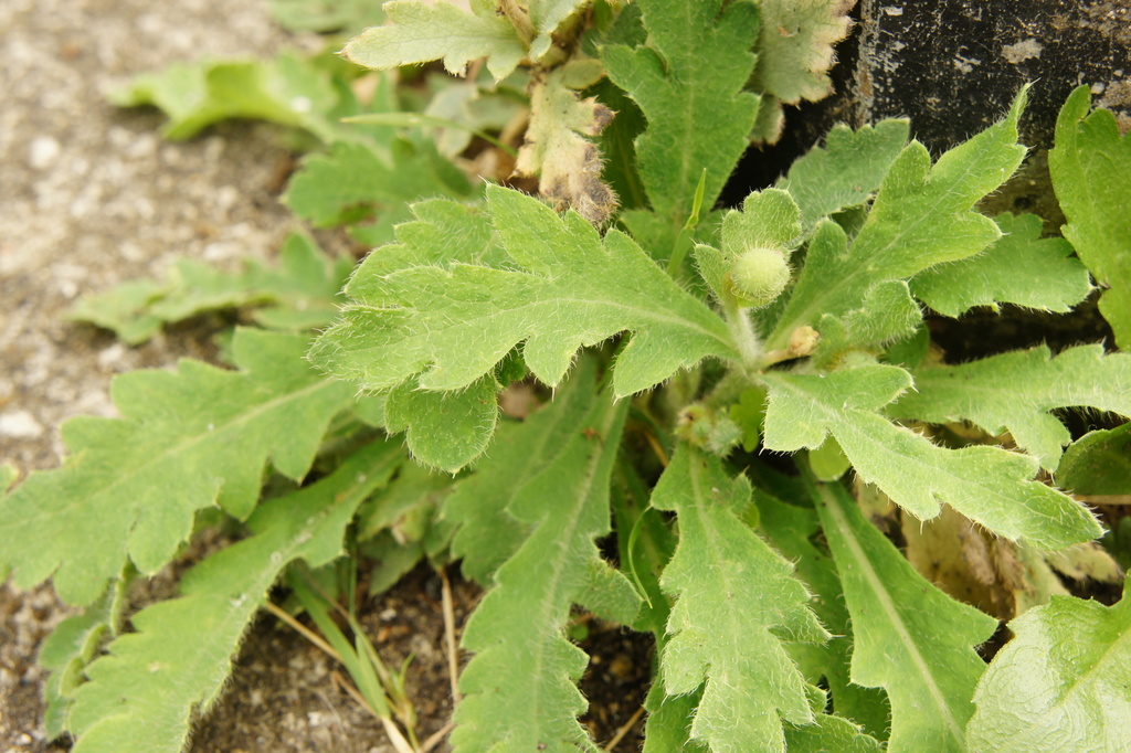 Papaver atlanticum; photograph (c) Alex Press, some rights reserved (CC BY)
