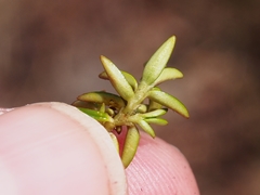 Arcytophyllum muticum