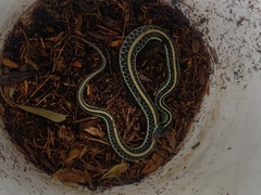 Thamnophis sirtalis annectens