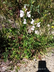 Misopates calycinum