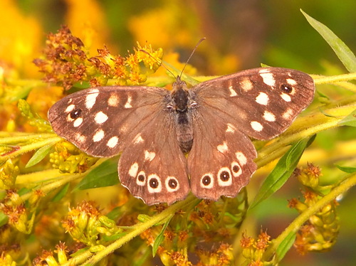 Speckled Wood