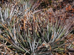 Puya dasylirioides
