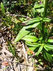 Misopates calycinum