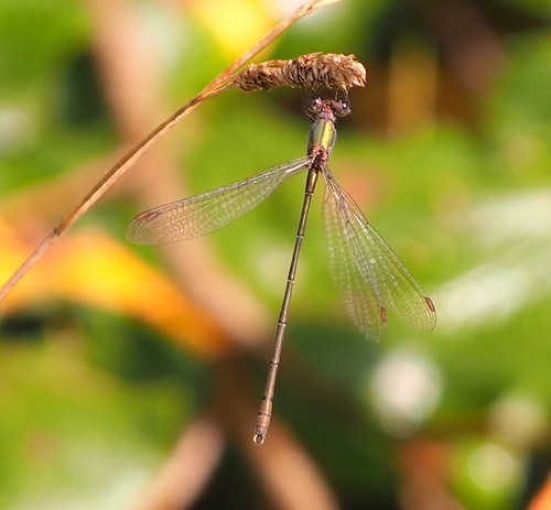 Western Willow Spreadwing