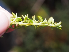 Arcytophyllum muticum