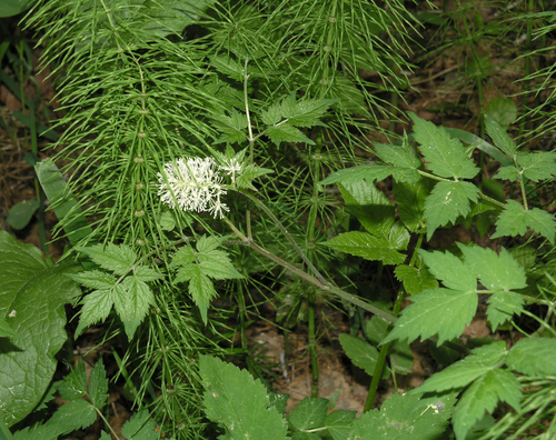 Actaea erythrocarpa iNat (3)