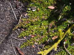 Arcytophyllum muticum