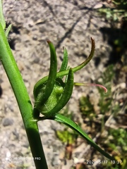 Misopates calycinum