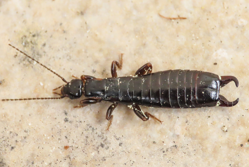 Euborellia moesta