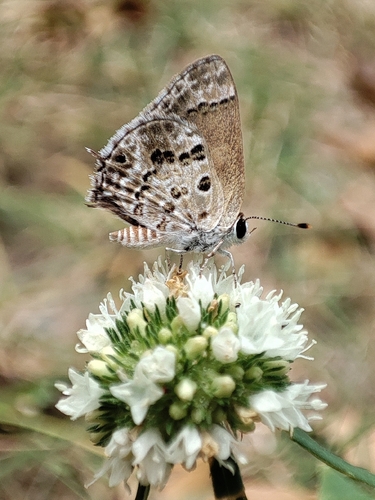 Gray-spotted Scrub-Hairstreak
