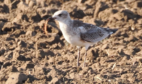 Mediterranean Gull