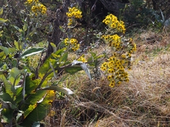 Senecio oerstedianus