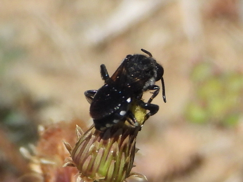 Ammobates oraniensis