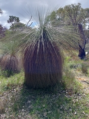 author not stated, no rights reserved Xanthorrhoea preissii, photograph author not stated, no rights reserved