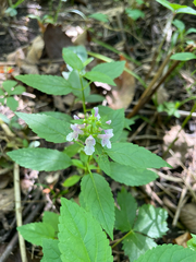 Stachys tenuifolia