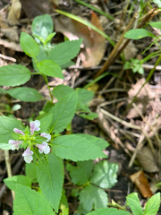 Stachys tenuifolia, photograph author not stated, no rights reserved