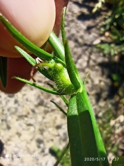 Misopates calycinum