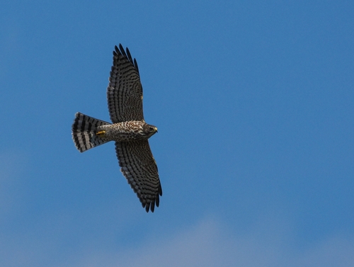 Levant Sparrowhawk