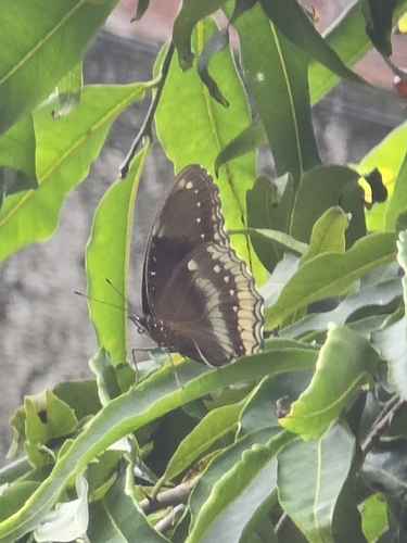 Great Eggfly