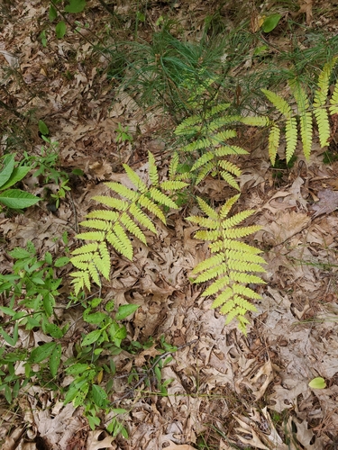 cinnamon fern