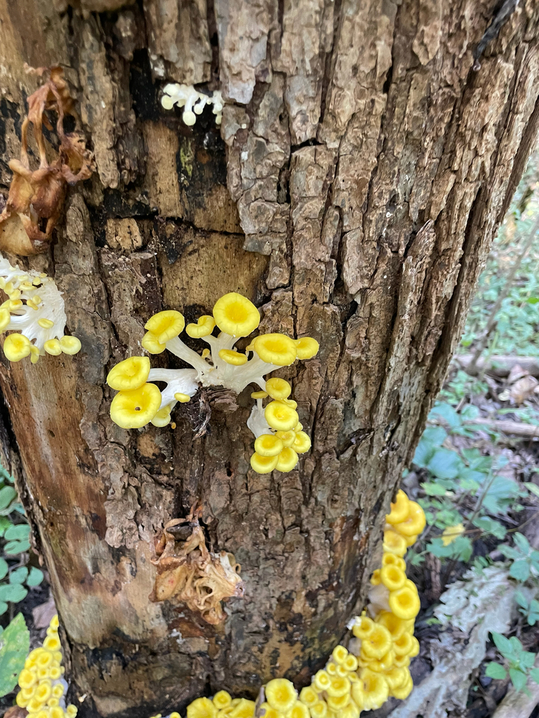 Golden Oyster Mushroom · September 2026 · photo: Photo: no rights reserved · iNaturalist