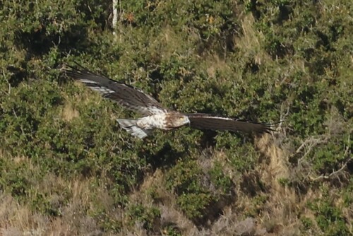 Short-toed Snake-Eagle